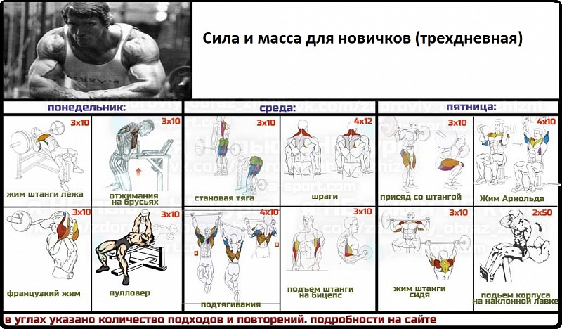 Упражнения для набора мышечной массы для девушек в домашних условиях