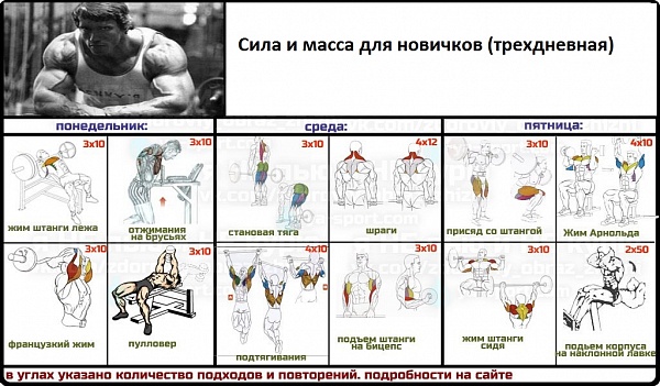 Программа отжиманий в домашних условиях для новичков